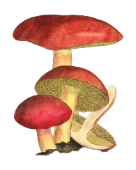 An illustration of four red mushrooms of varying heights 