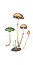 An illustration of four beige and green mushrooms of varying heights 